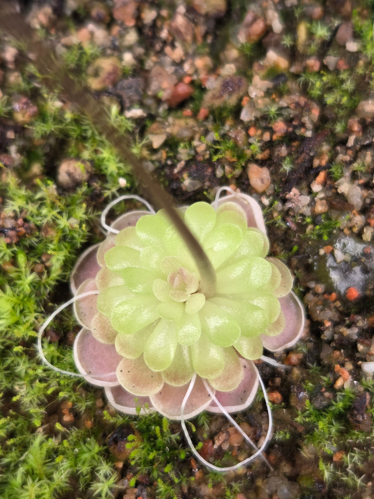 Pinguicula ehlersiae (Tolantongo) (Small)
