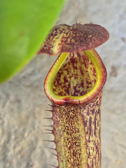 Nepenthes (glandulifera x boschiana) x LVB