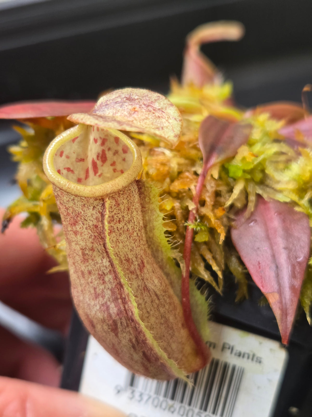 Nepenthes neoguineensis BE - 4539