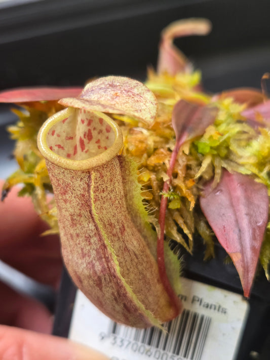 Nepenthes neoguineensis BE - 4539