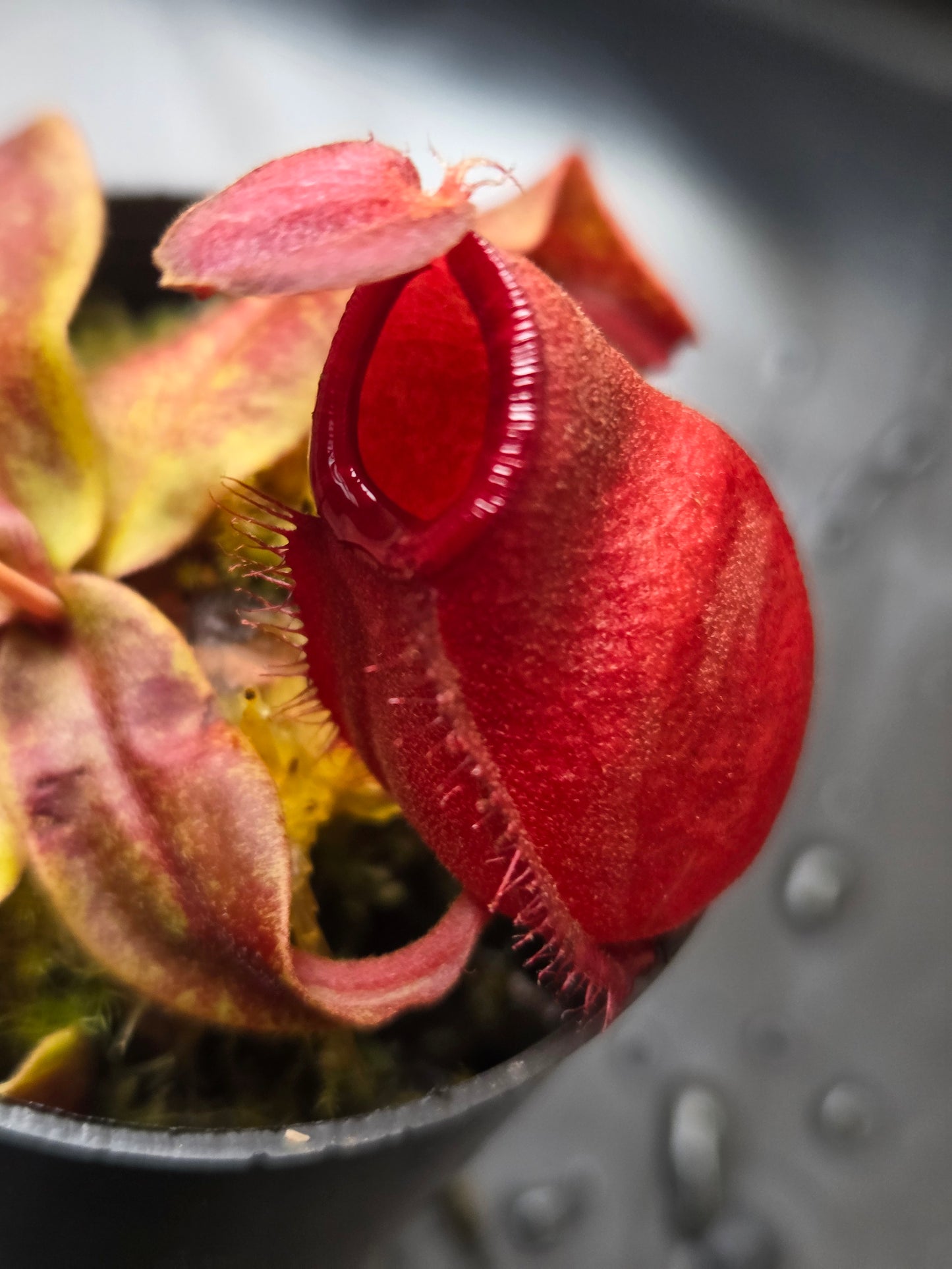 Nepenthes viking x ampullaria 'Black Miracle' - Extra Small