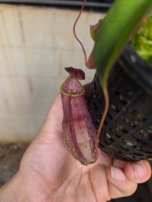 Nepenthes kampotiana