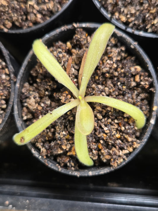 Pinguicula emarginata x moctezumae (Small)