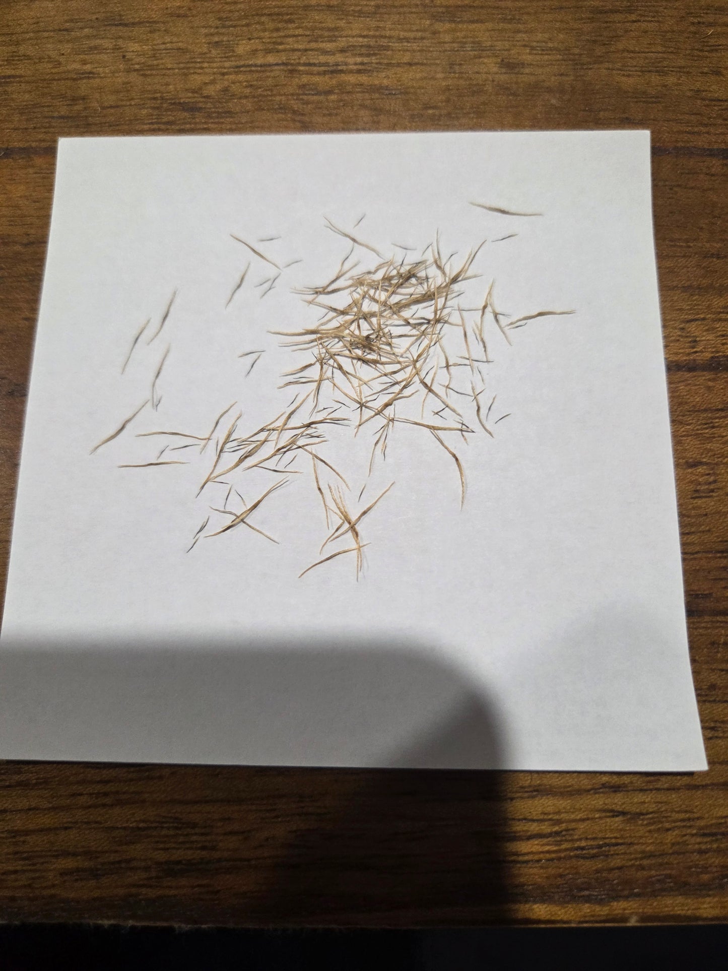 Nepenthes (bicalcarata x mira) x {[(thorelii x densiflora) x x Tiveyi] x x Sabre}