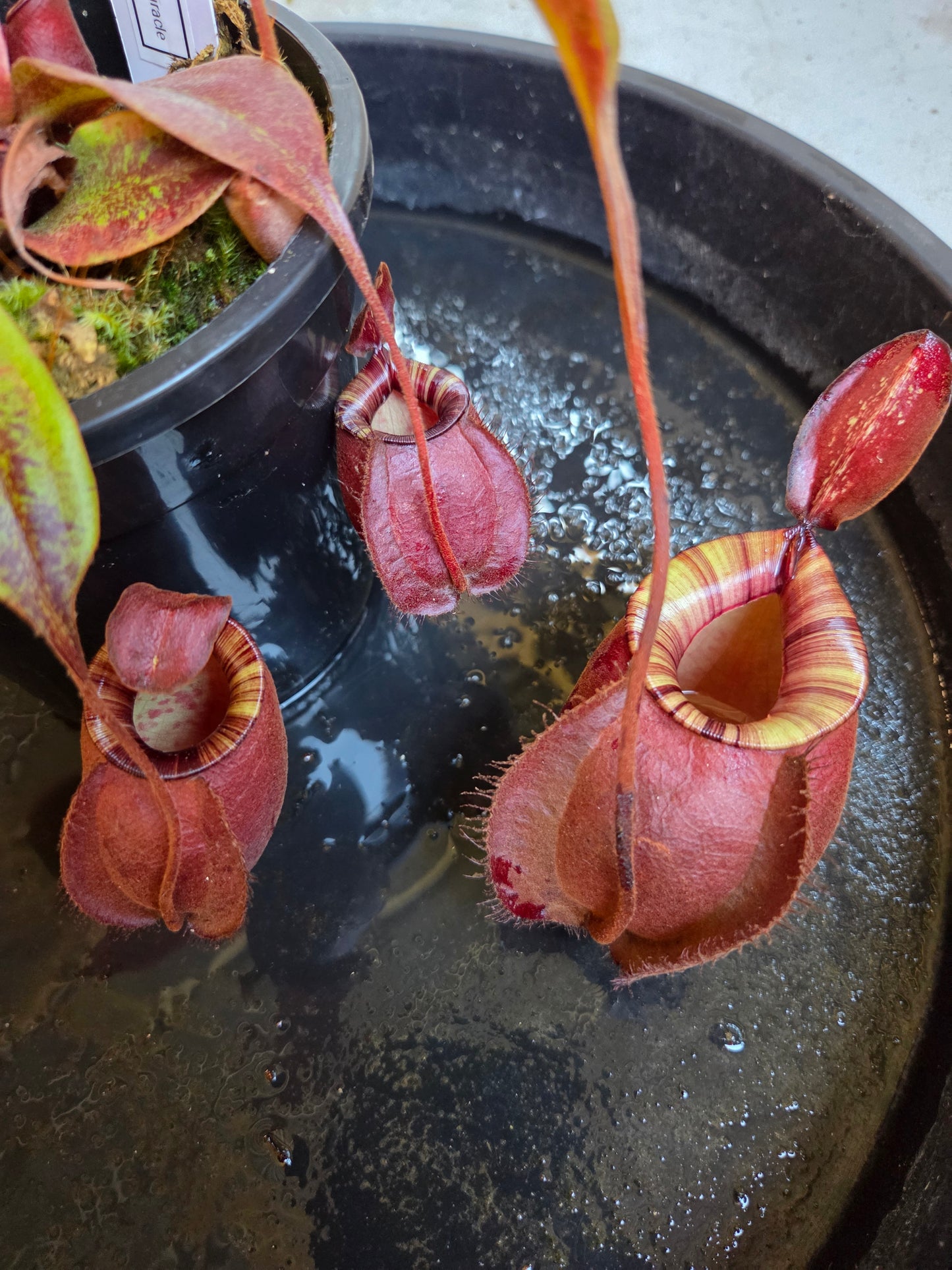 Nepenthes viking x ampullaria 'Black Miracle'