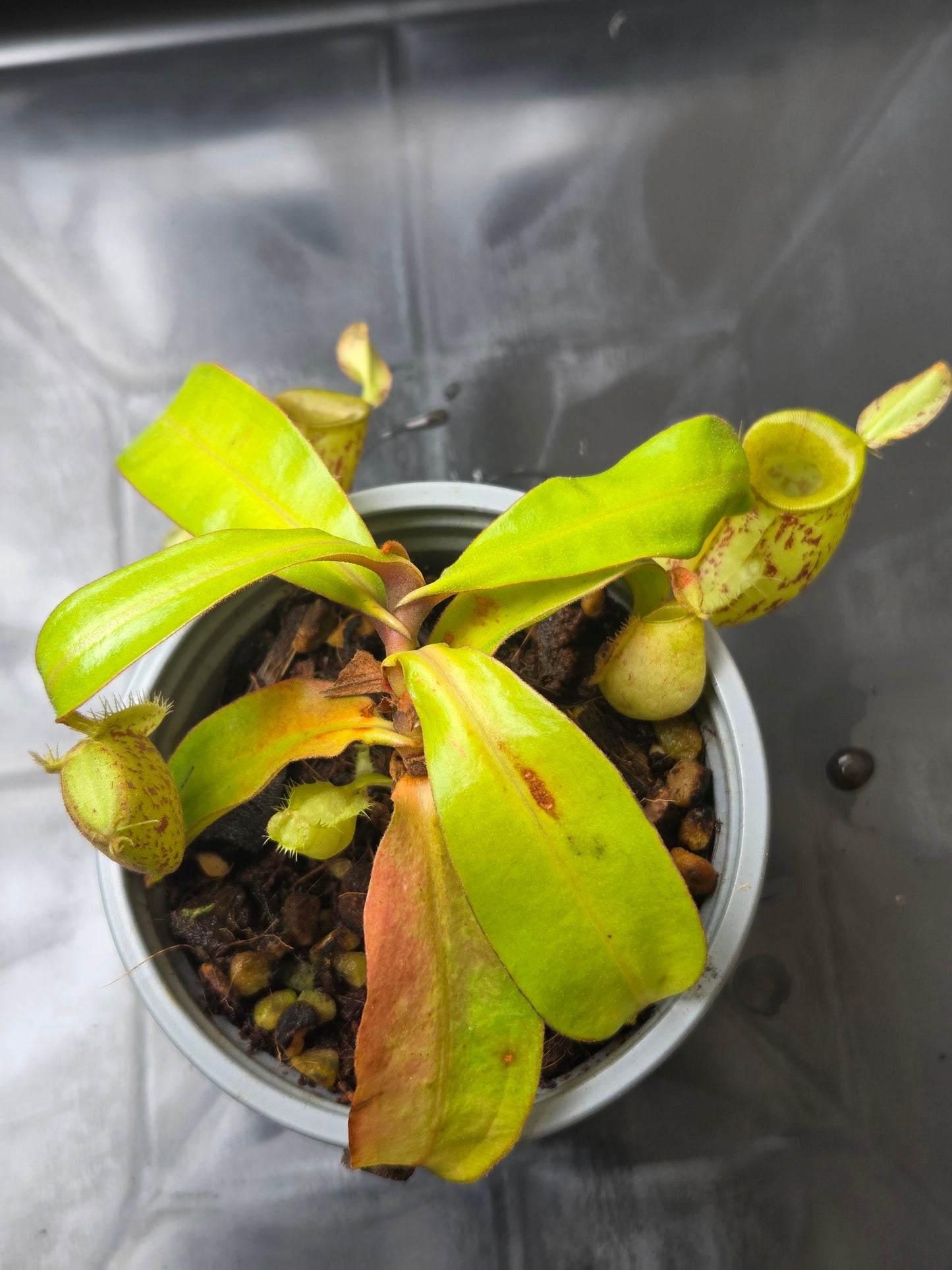 Nepenthes ampullaria "Jabore"