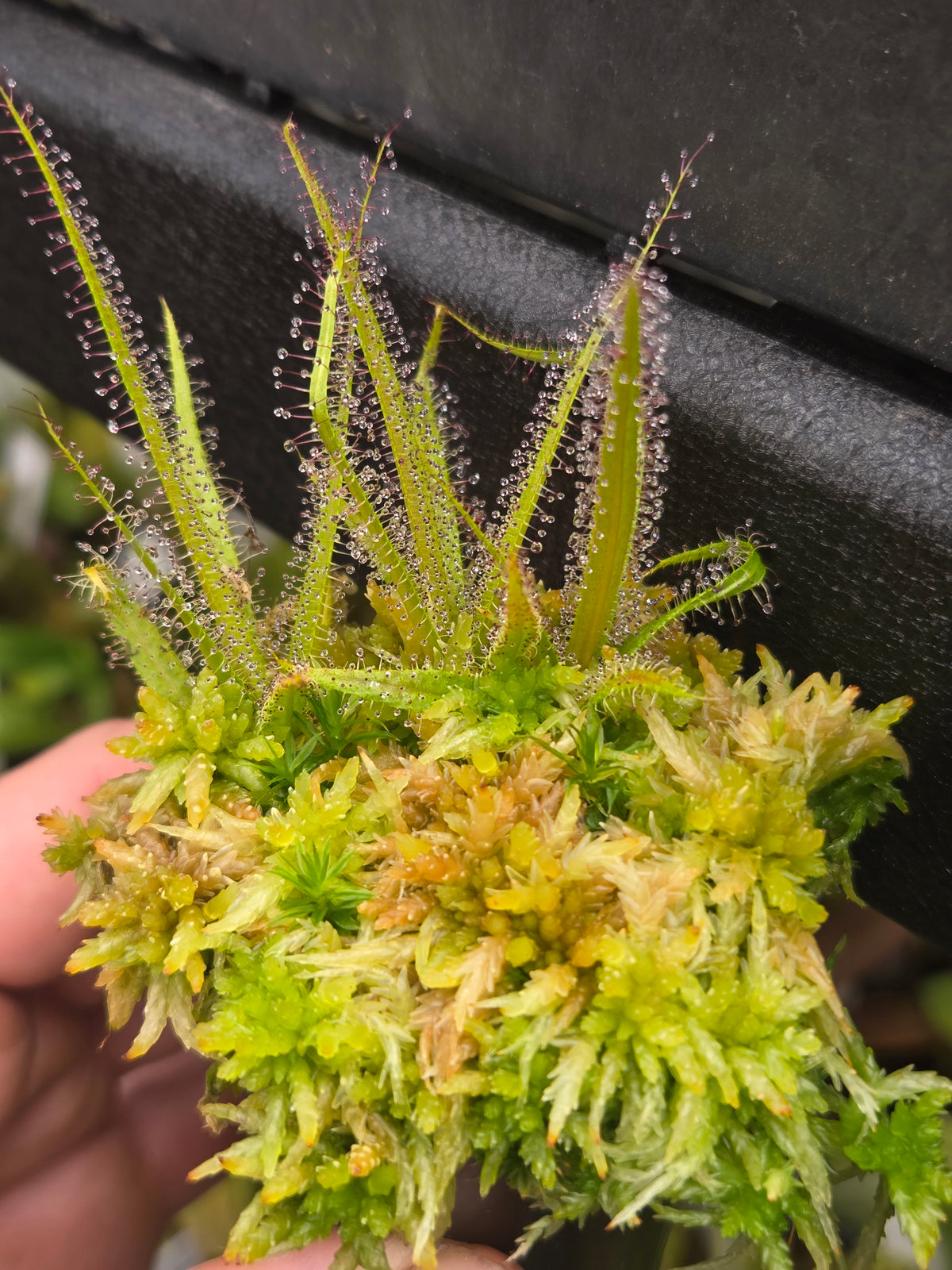 Drosera regia (3 growth points)