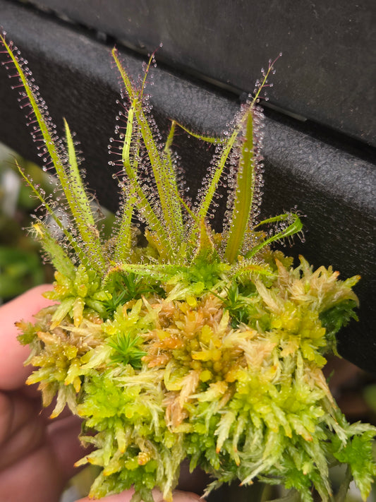 Drosera regia (3 growth points)
