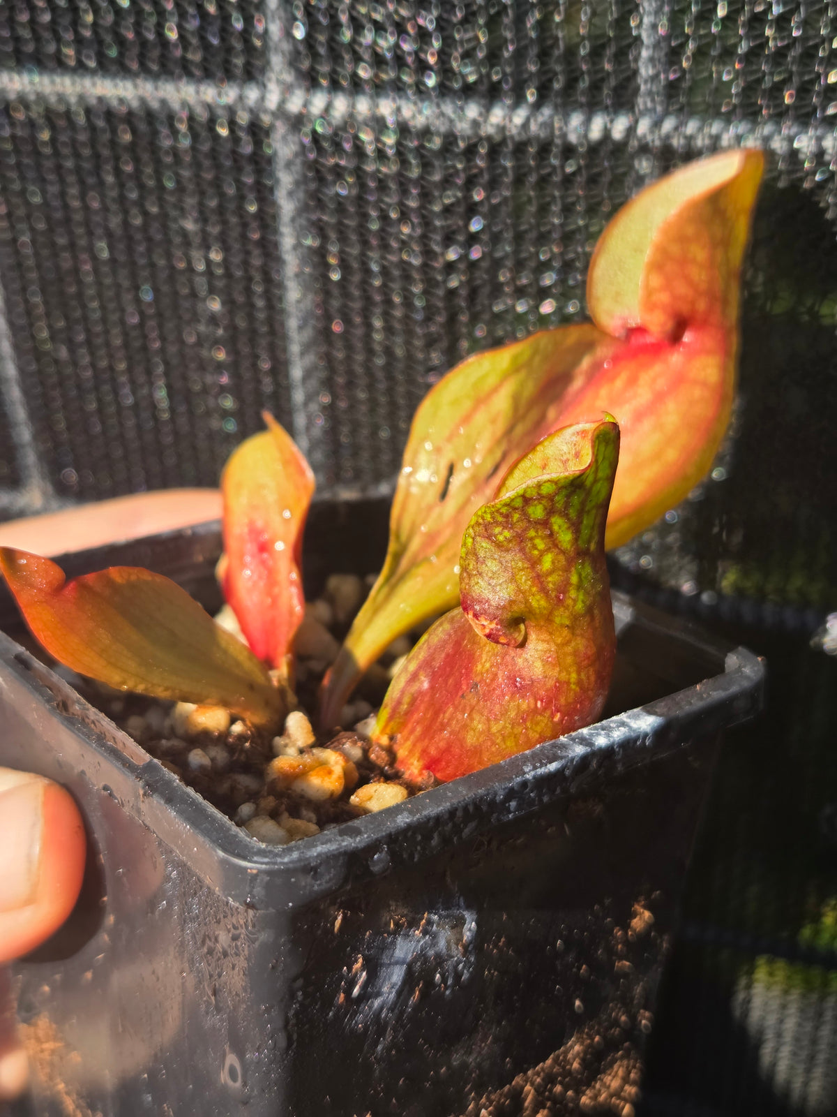 Sarracenia purpurea