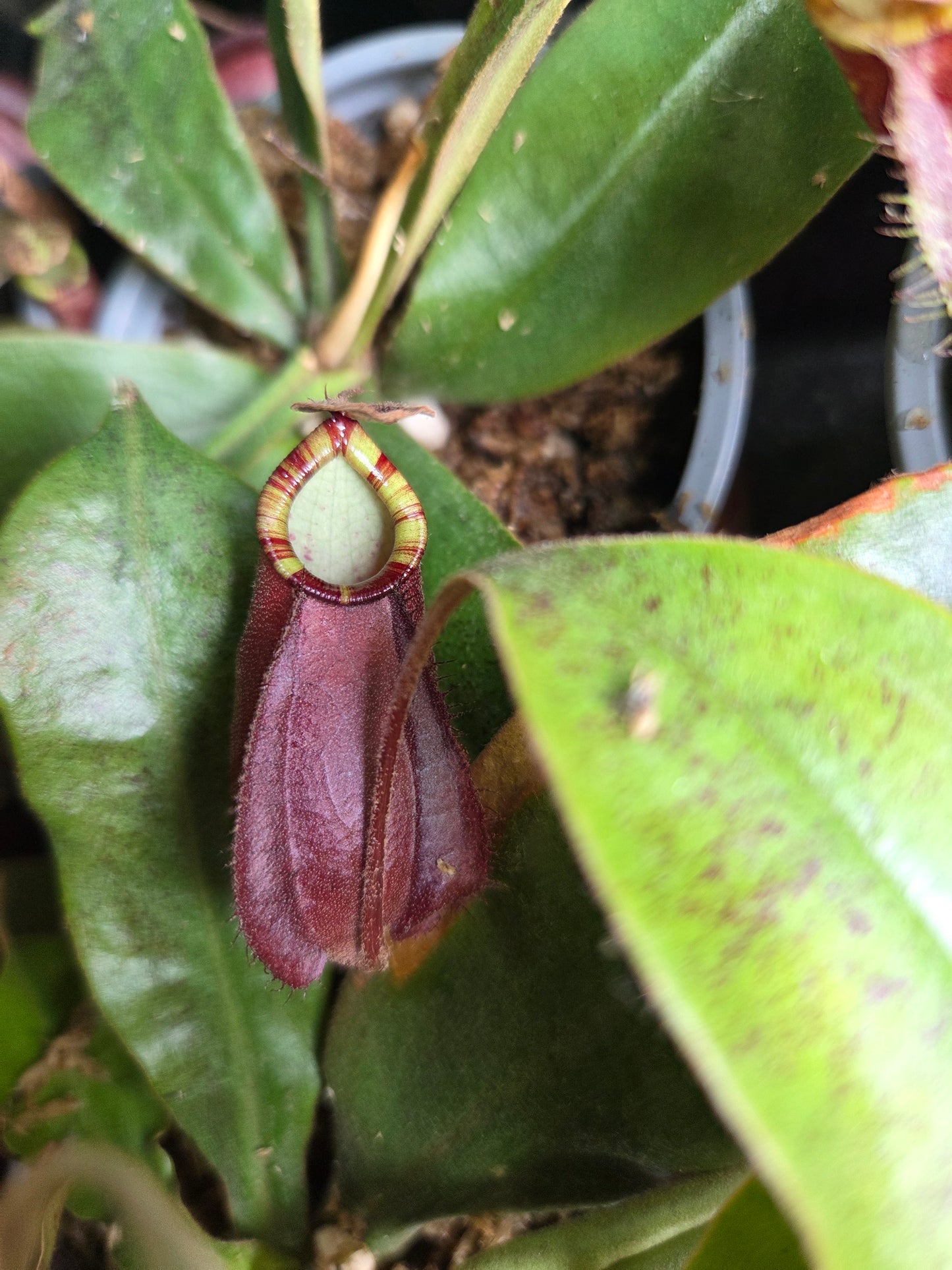 Nepenthes (viking x rafflesiana) x ampullaria (Small)
