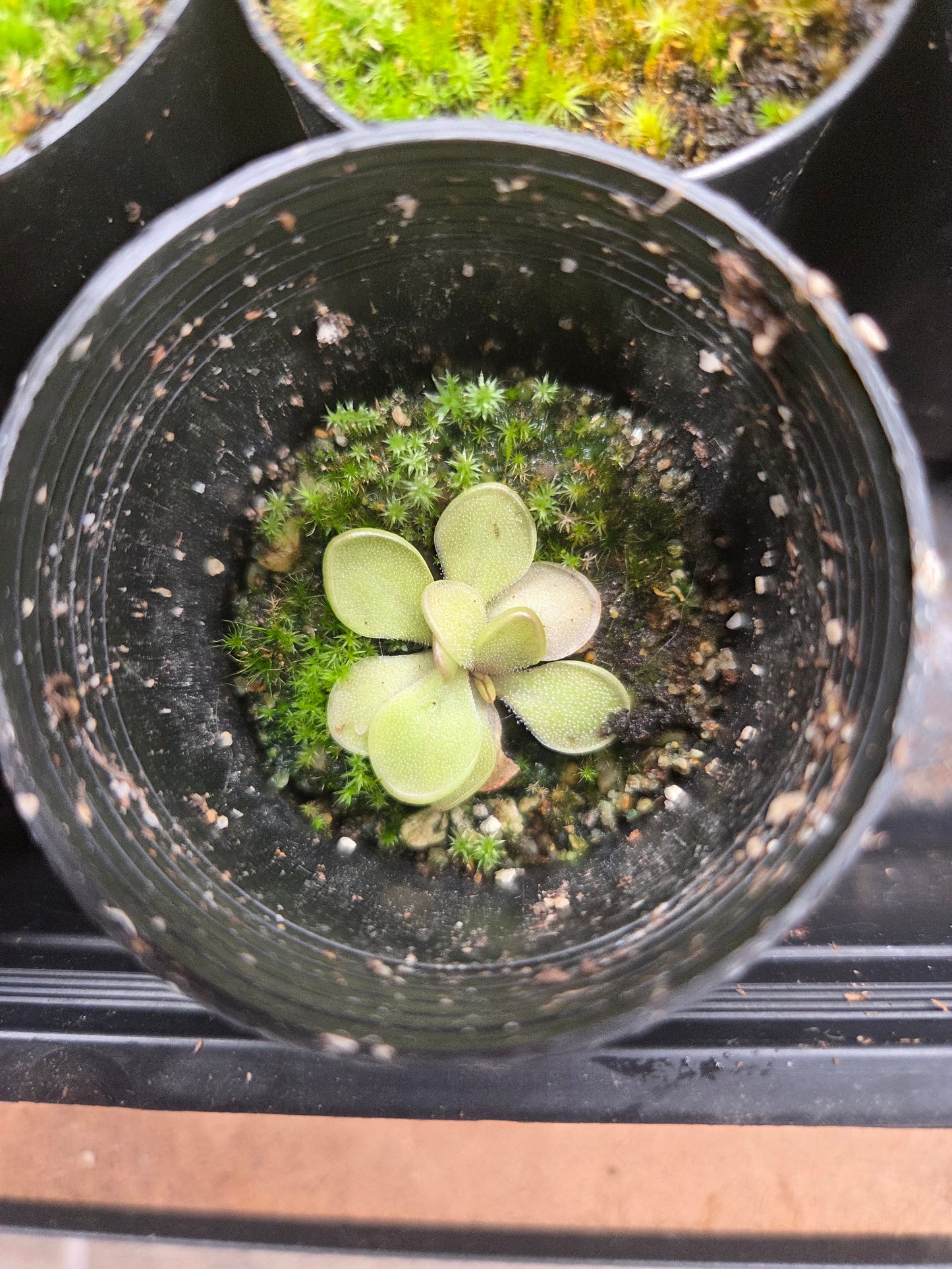 Pinguicula rectifolia