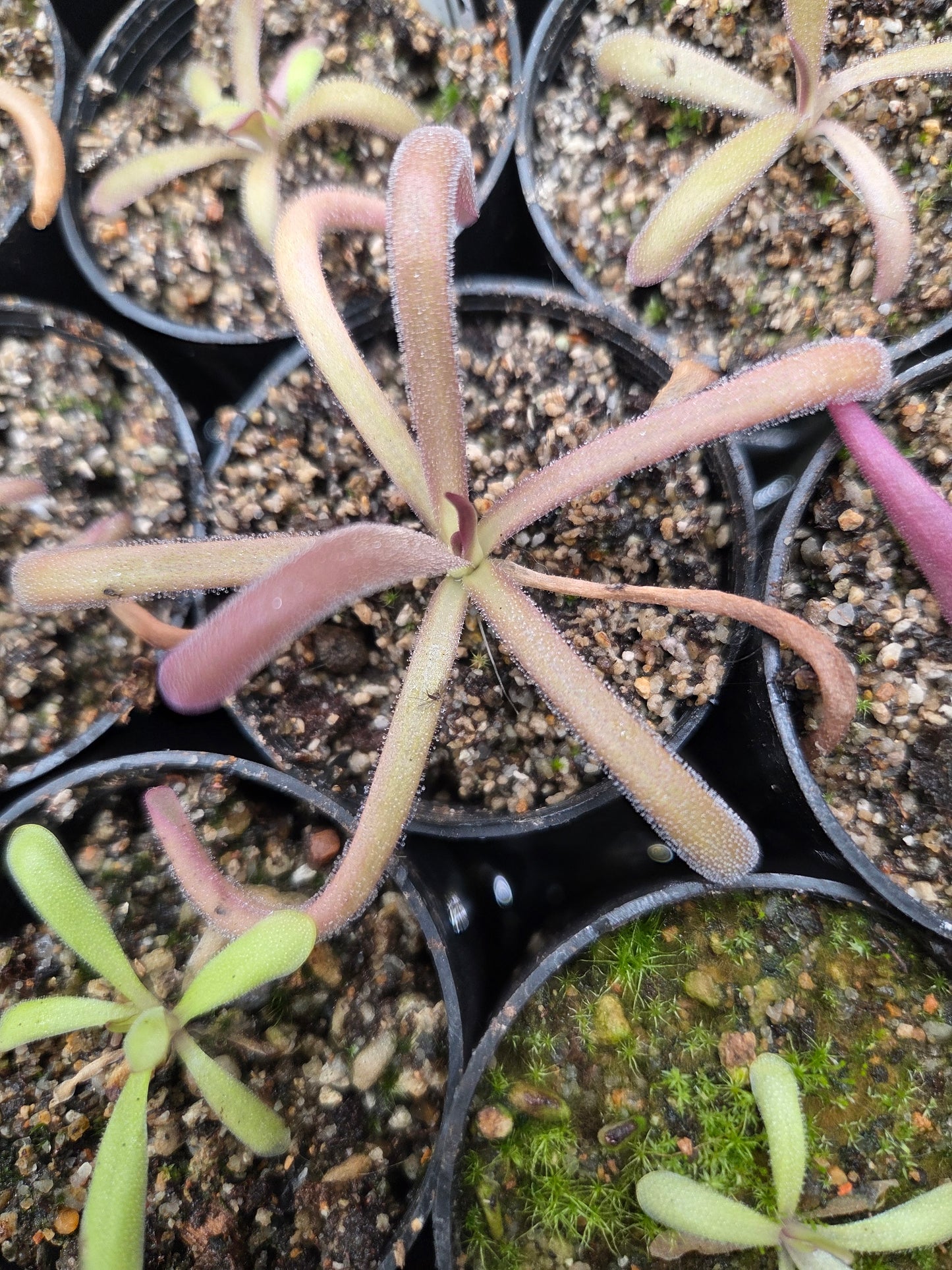 Pinguicula laueana x (emarginata x moctezumae) (Medium)