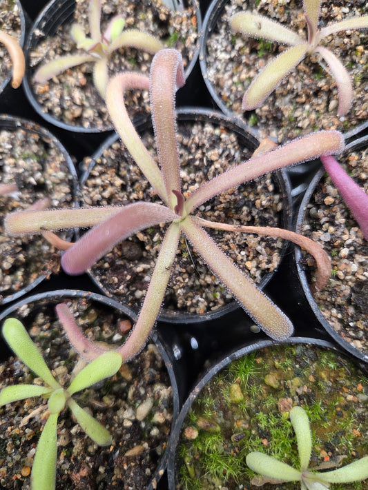 Pinguicula laueana x (emarginata x moctezumae) (Medium)