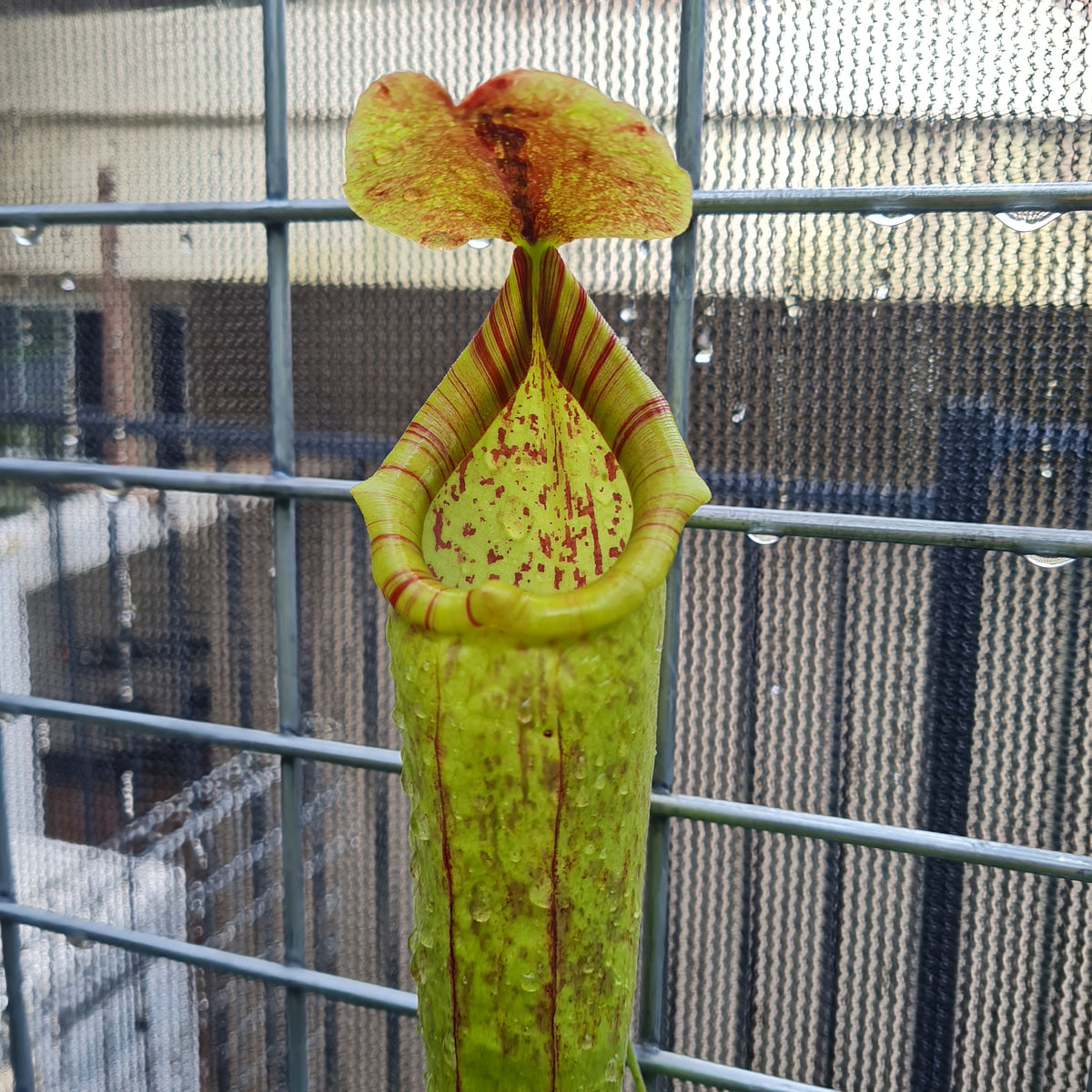 Nepenthes mixta x maxima