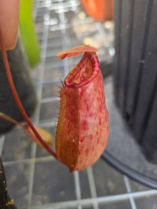 Nepenthes (ventricosa x sibuyanensis) x Rokko 'Exotica'