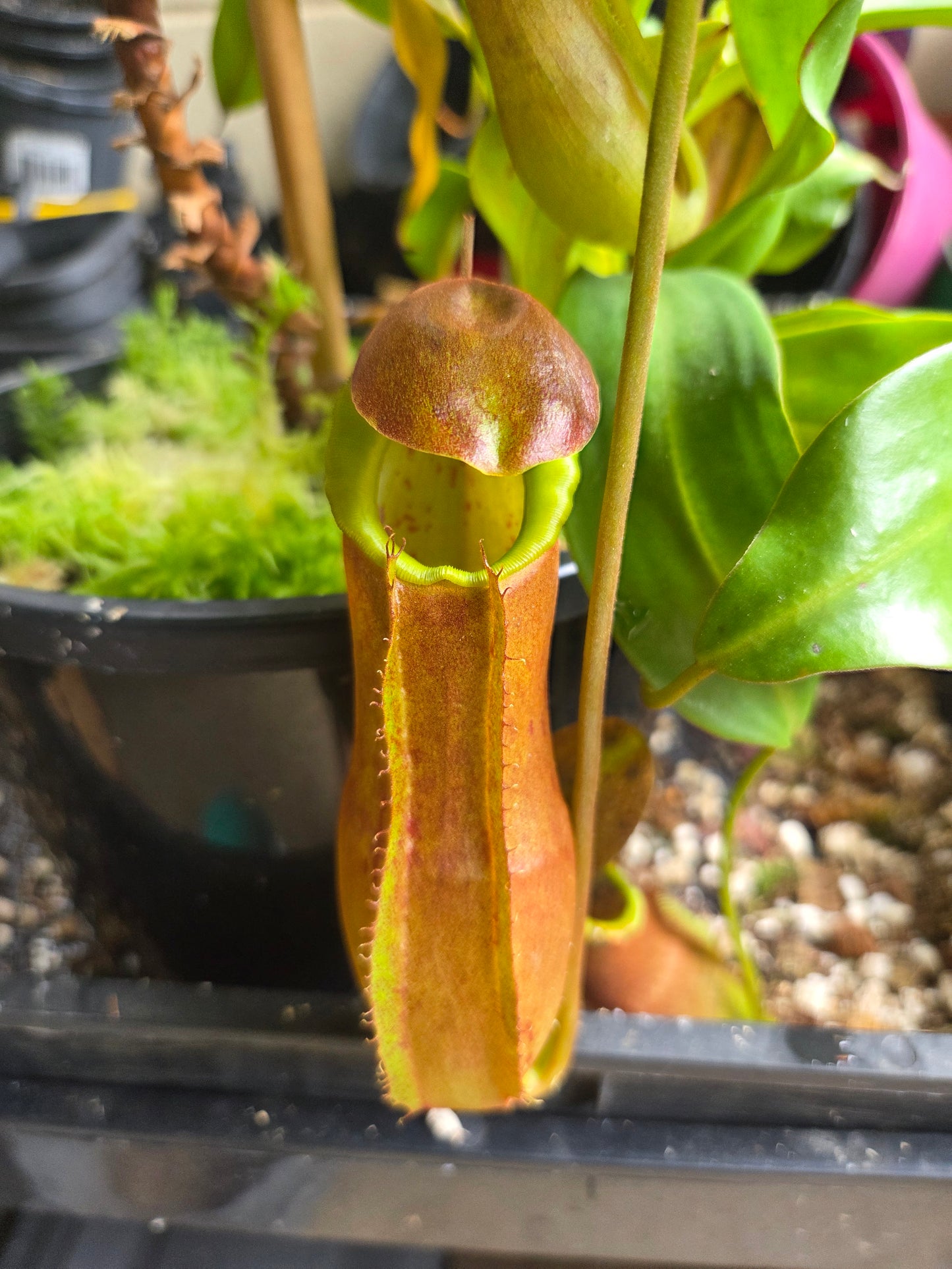 Nepenthes adrianii x sumatrana