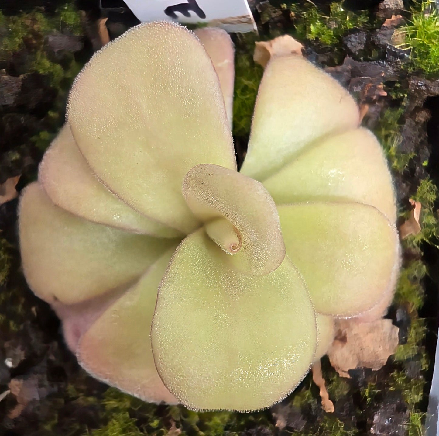 Pinguicula gigantea