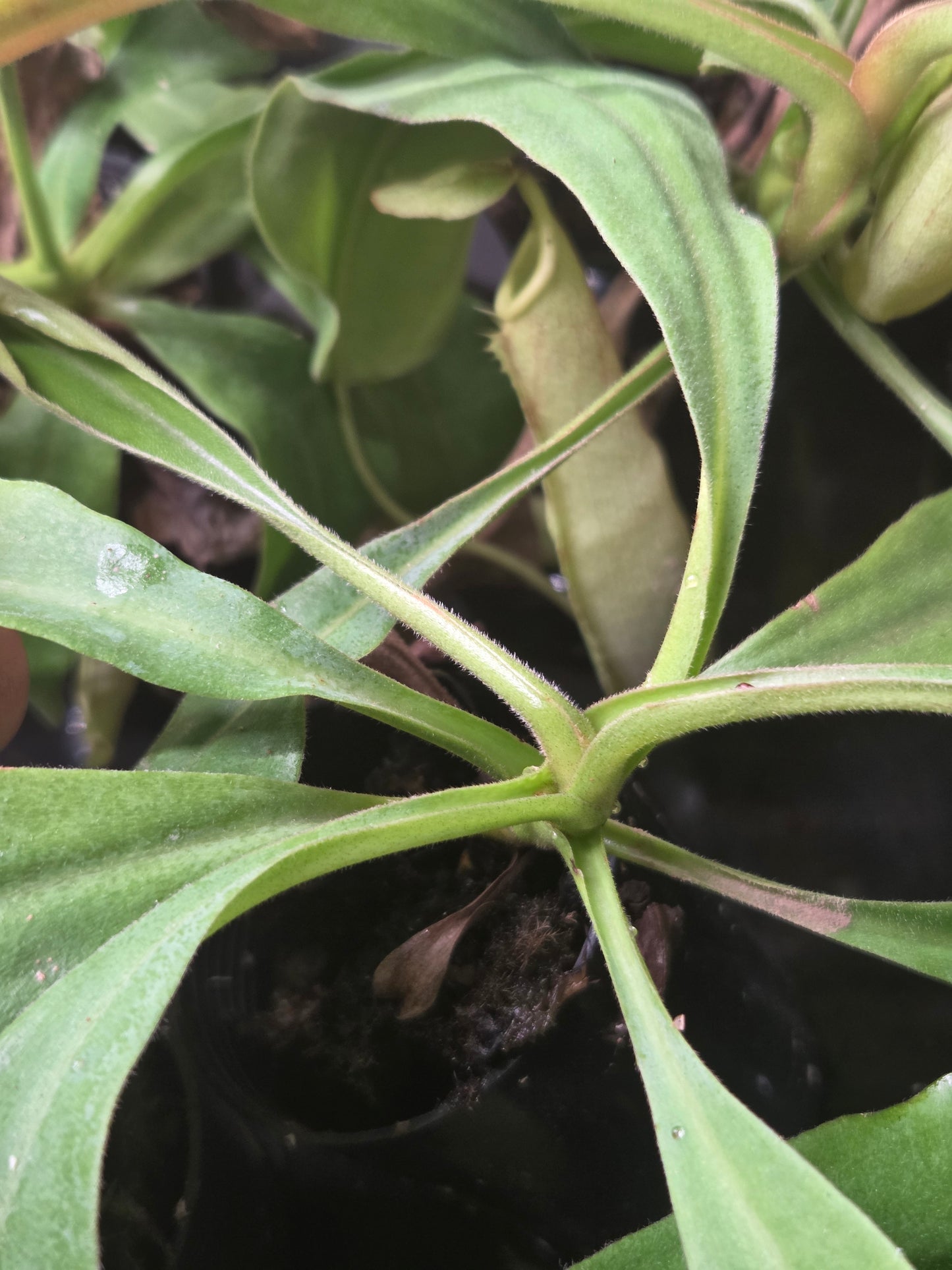 Nepenthes maxima (Green variant)