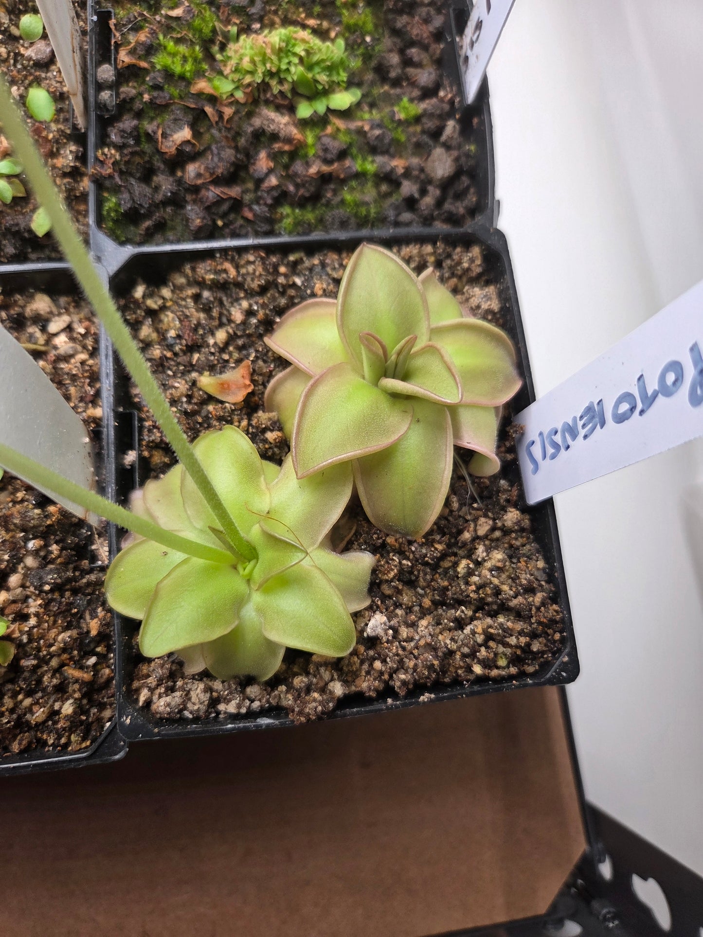 Pinguicula potosiensis (Large)