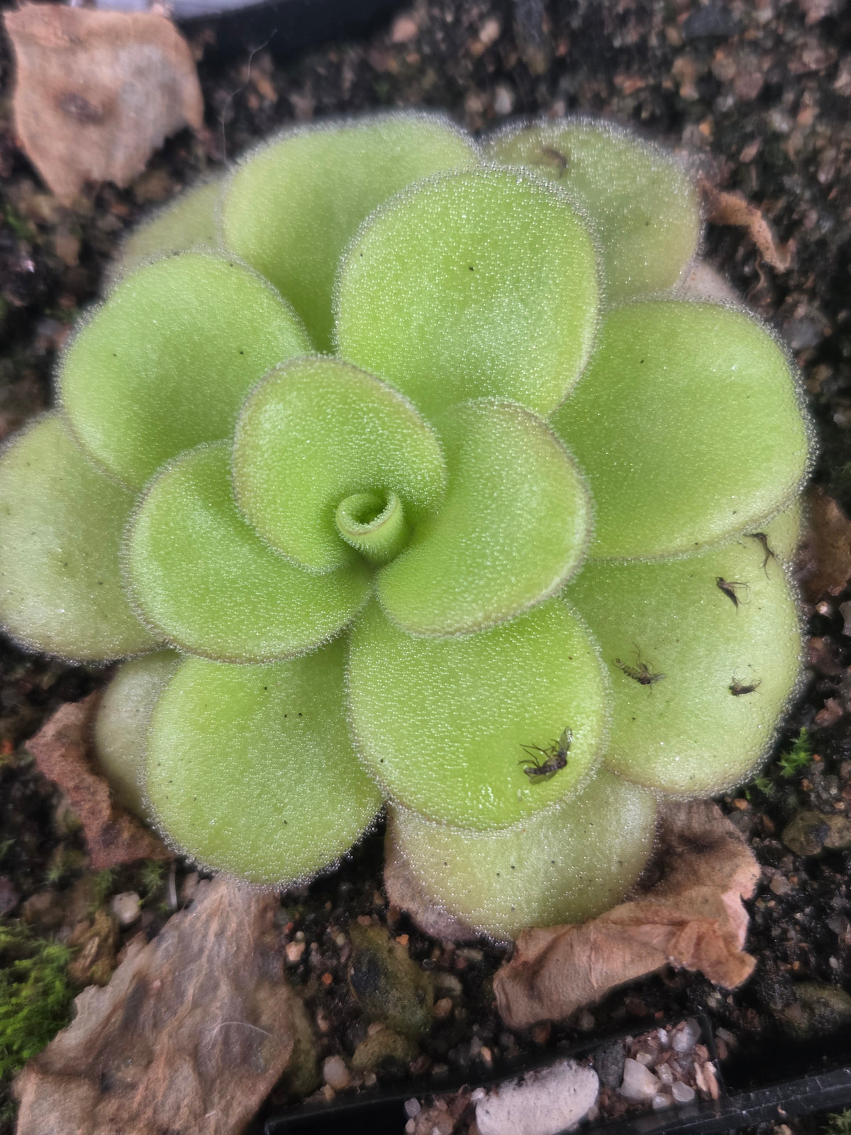 Pinguicula gigantea x agnata (Small)