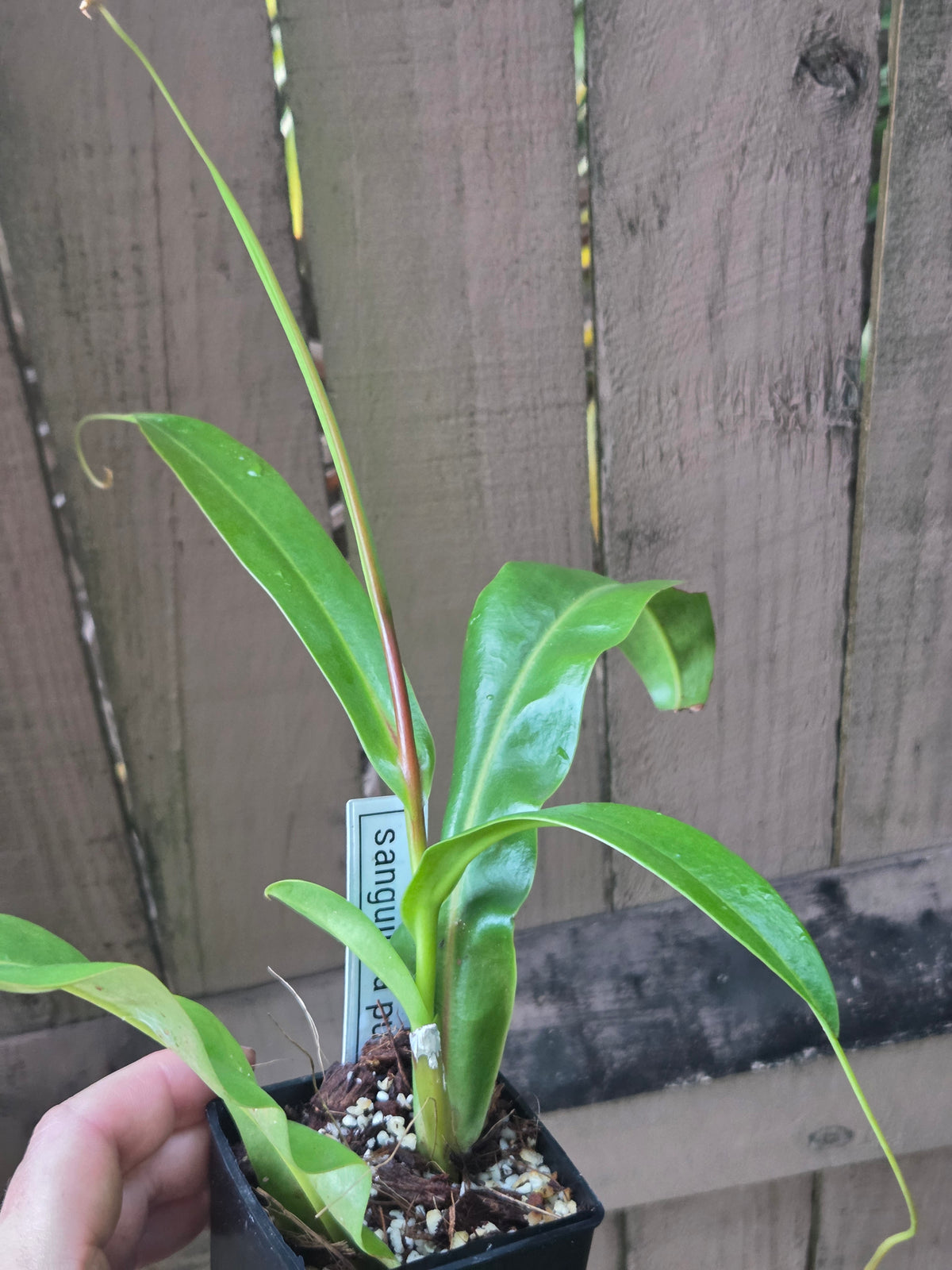 Nepenthes sanguinea 'Purple'