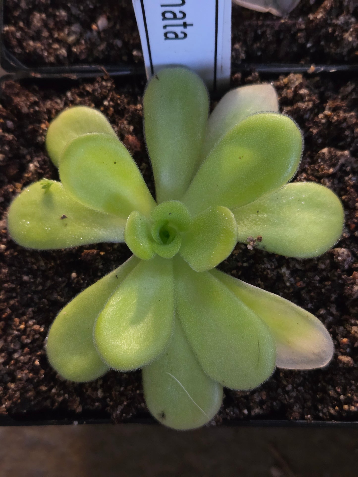 Pinguicula agnata (Medium)