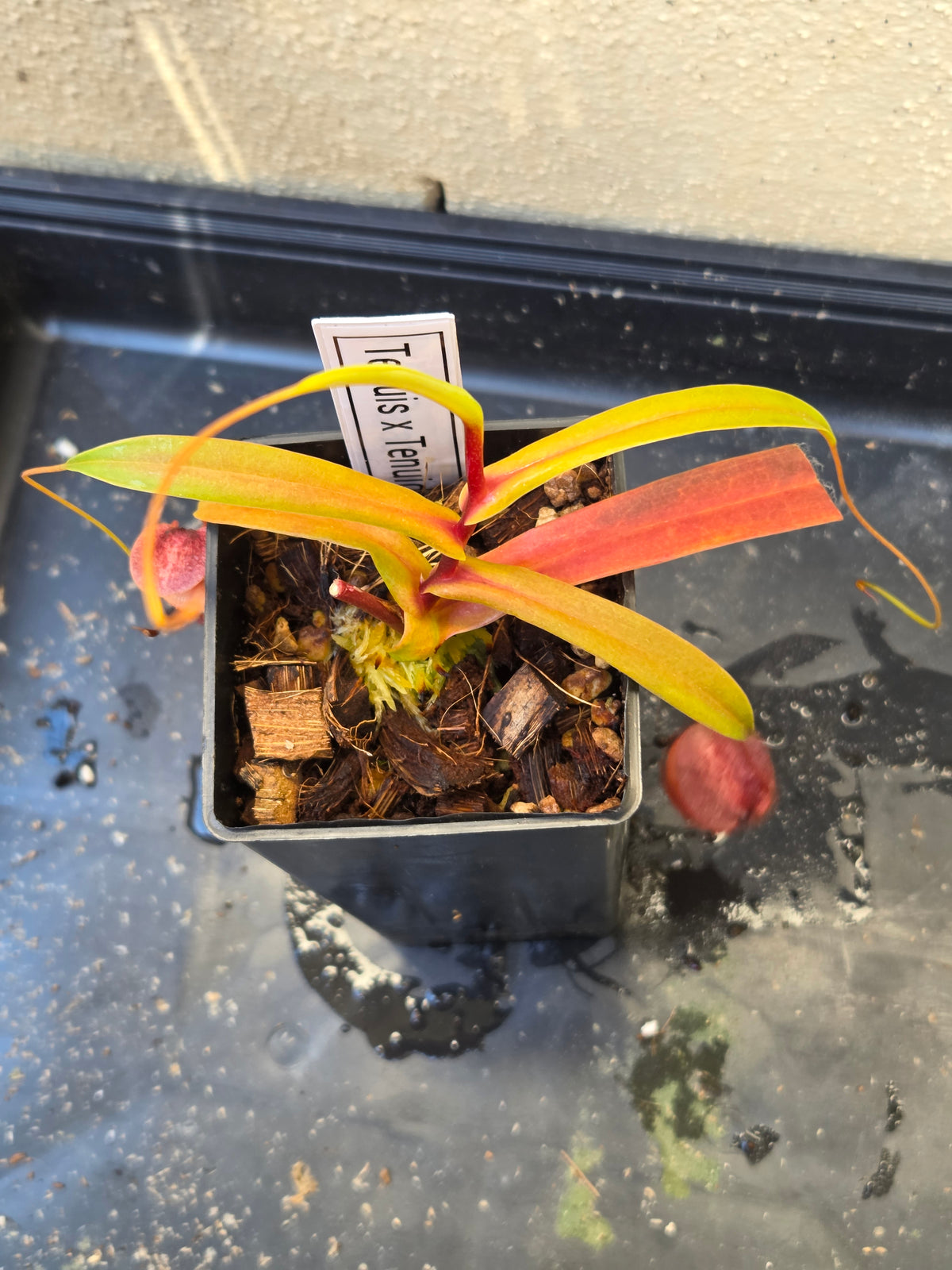 Nepenthes tenuis x tenuidion