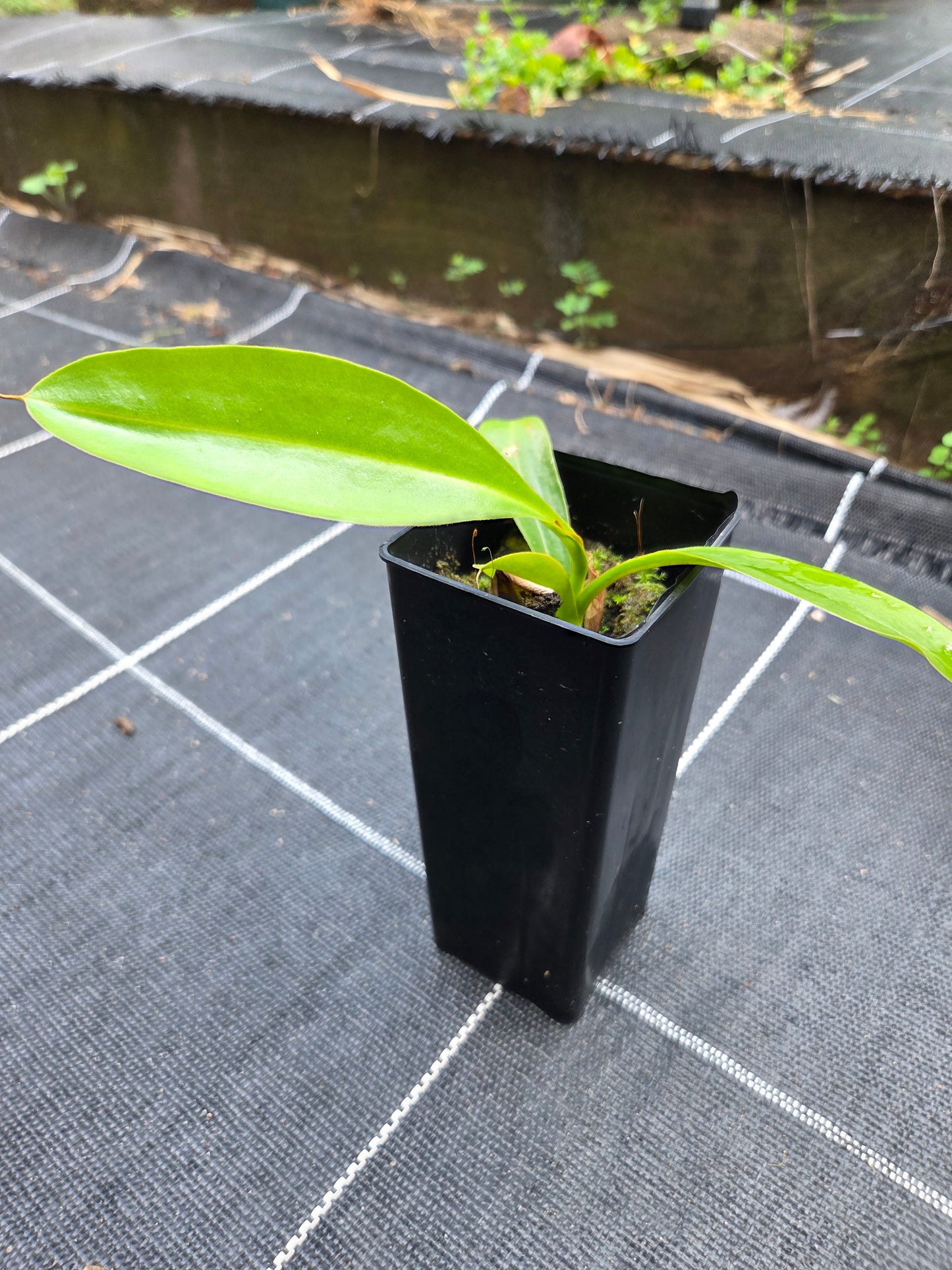 Nepenthes maxima x alata