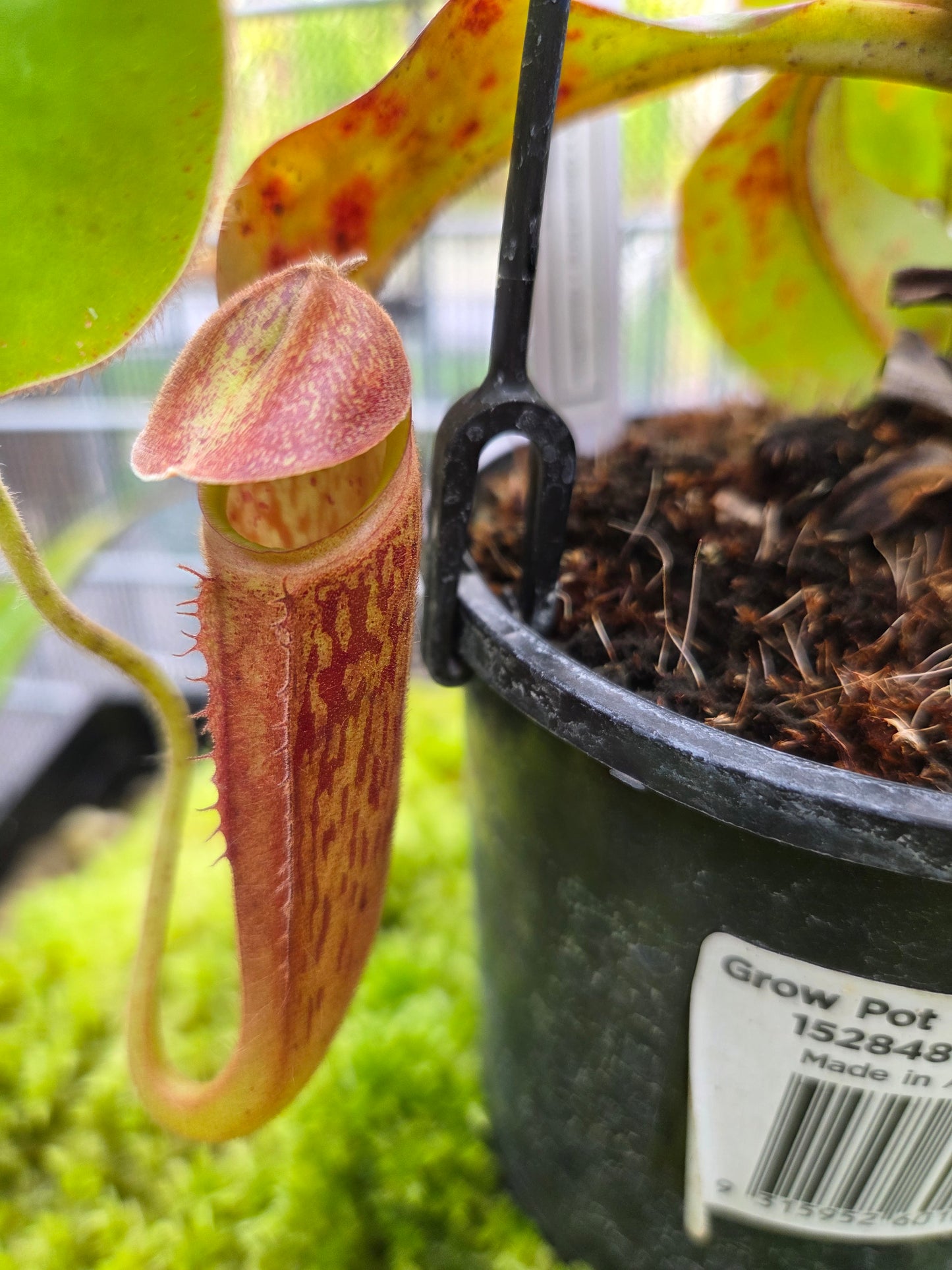 Nepenthes (maxima x glandulifera) x glandulifera