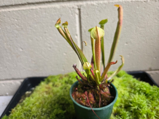 Sarracenia alata hybrid