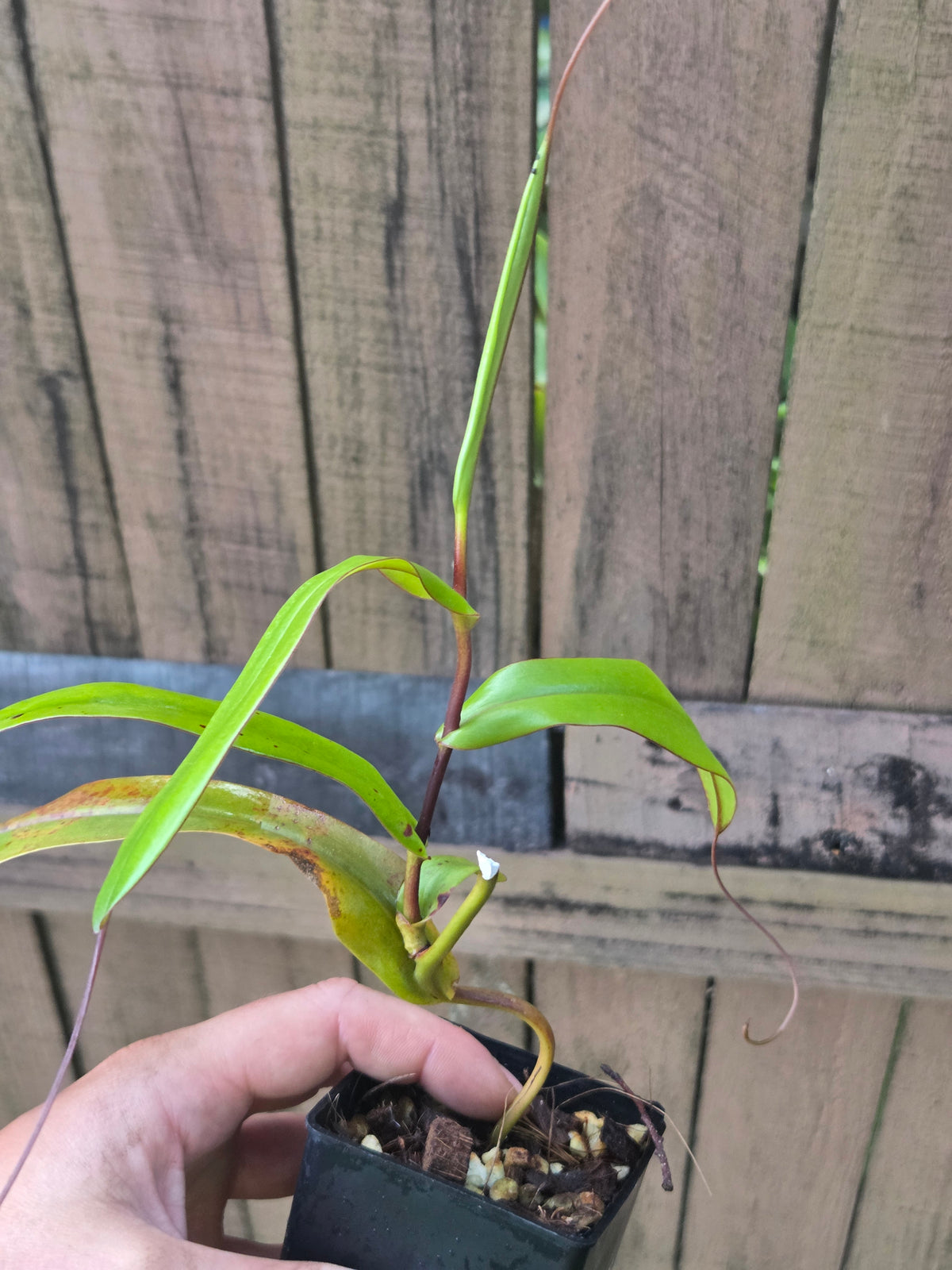 Nepenthes tentaculata x jacquelineae