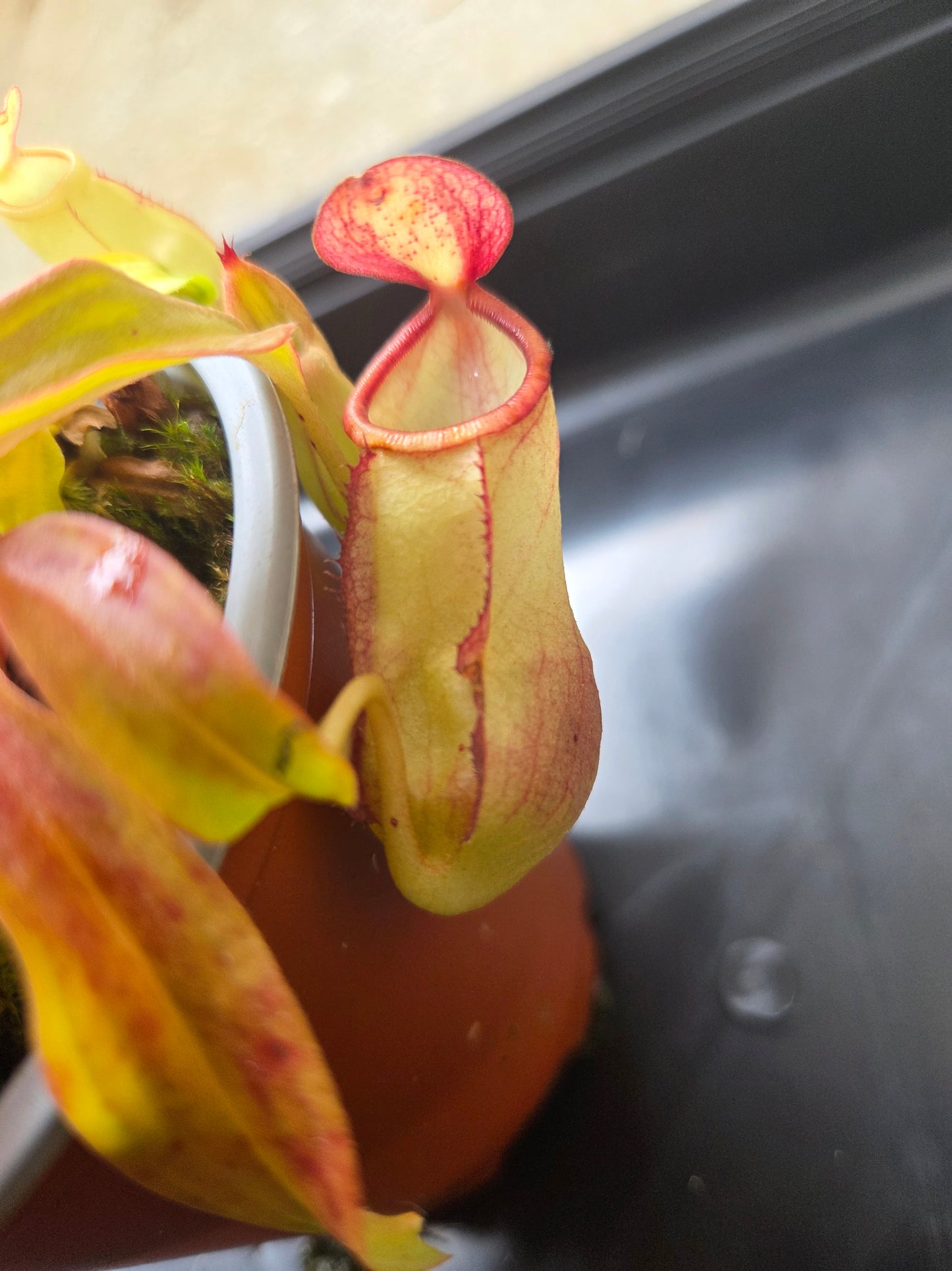 Nepenthes mirabilis "Squat"