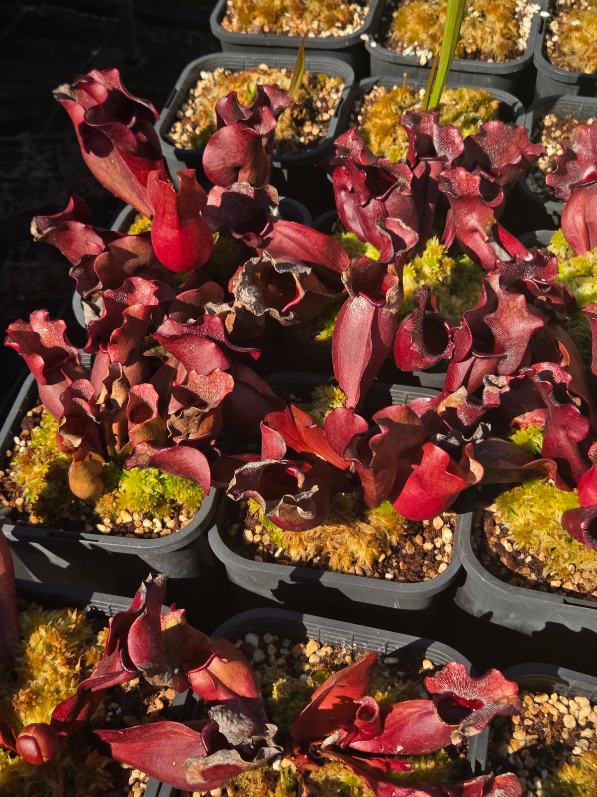 Sarracenia purpurea