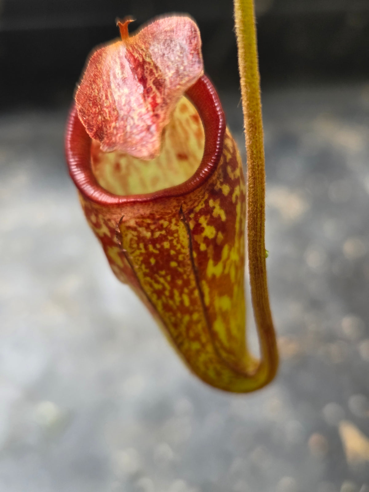 Nepenthes 'Lady Pauline'