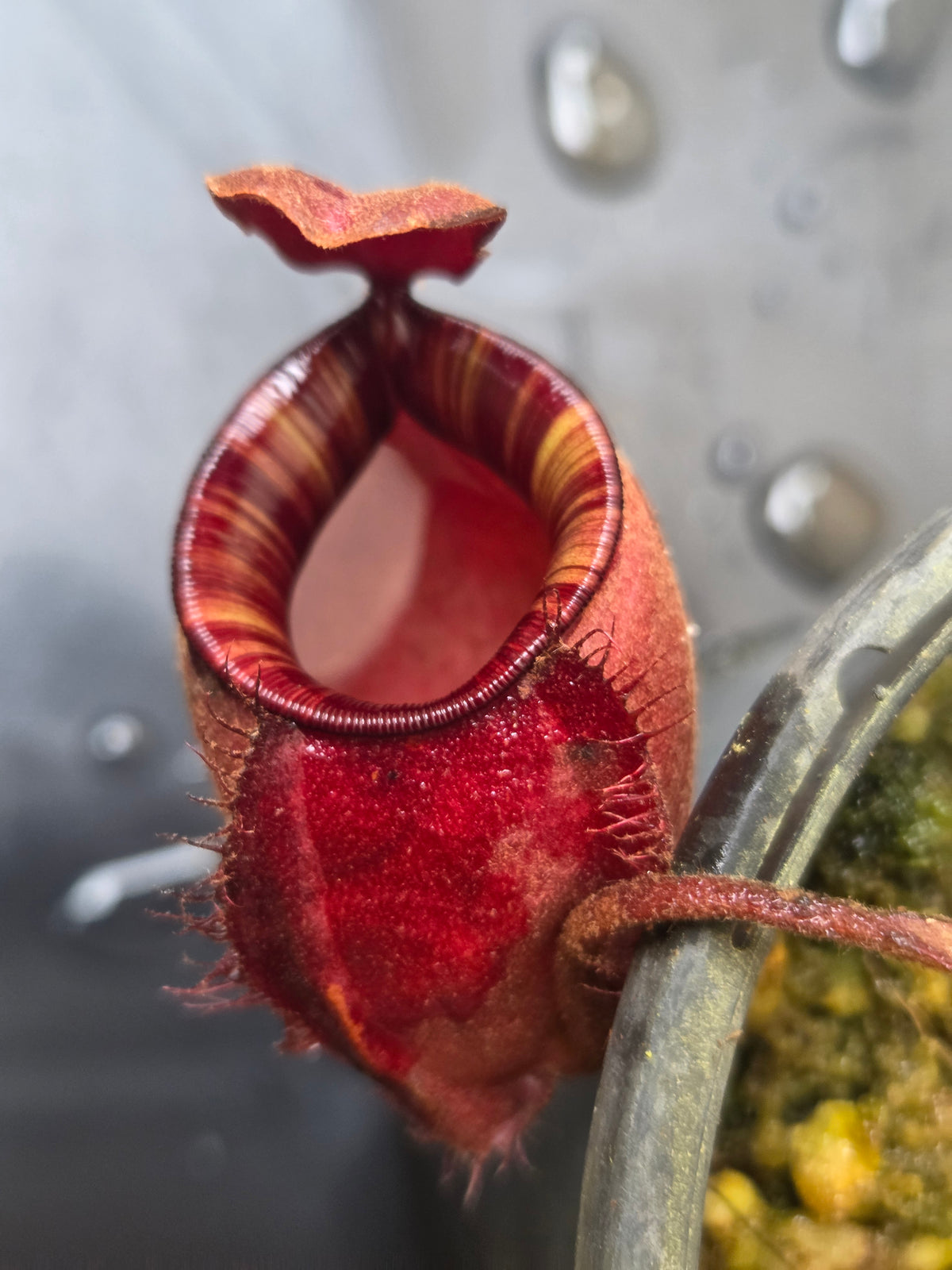 Nepenthes viking x ampullaria 'Black Miracle' - Medium