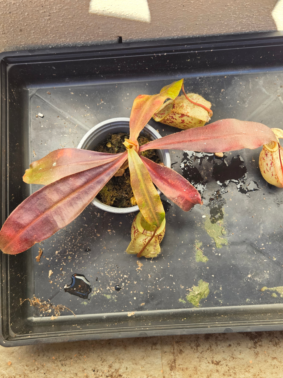 Nepenthes (viking x rafflesiana) x ampullaria (Medium)