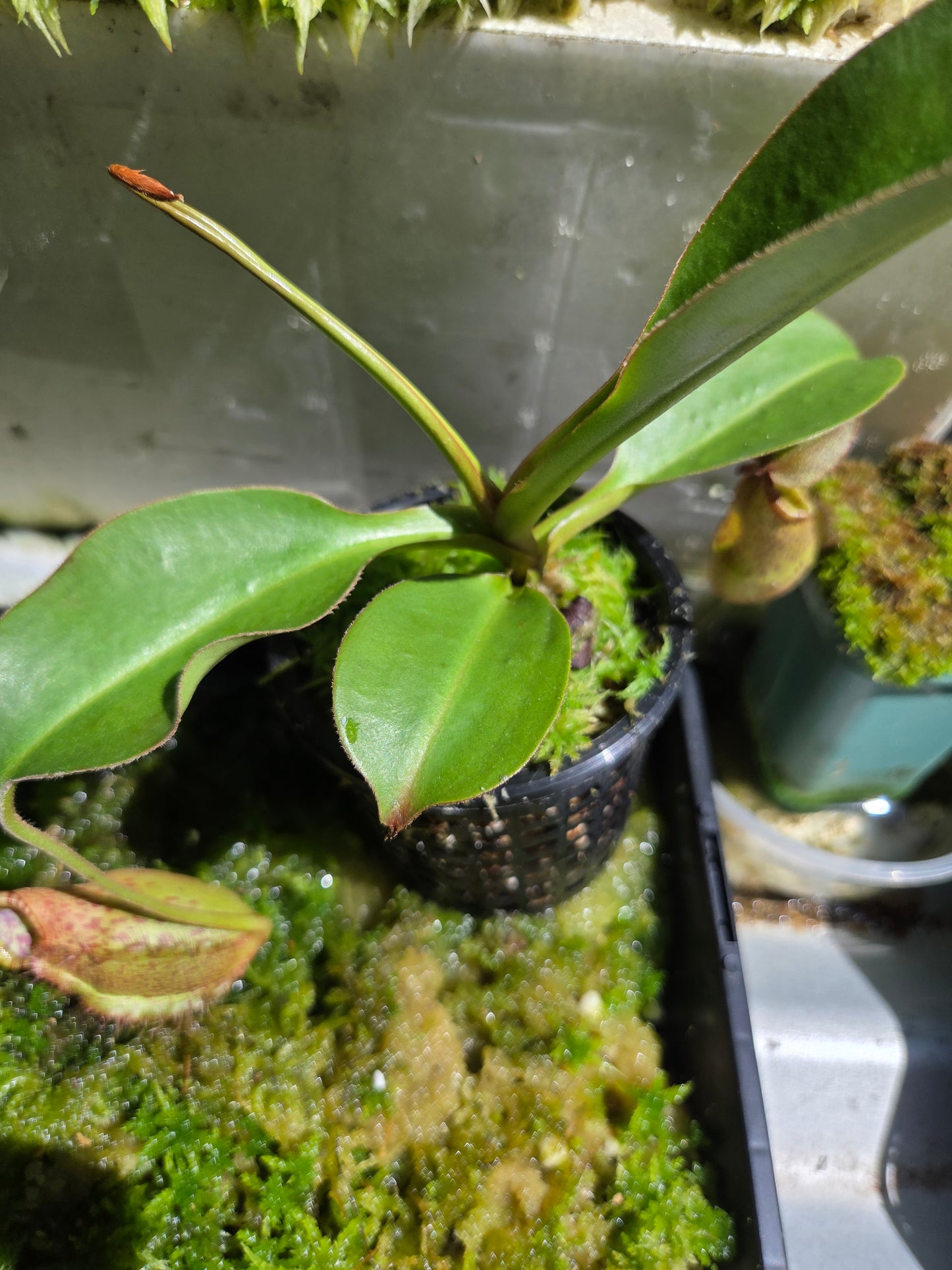 Nepenthes robcantleyi x (aristolochioides x spectabilis) BE-3966