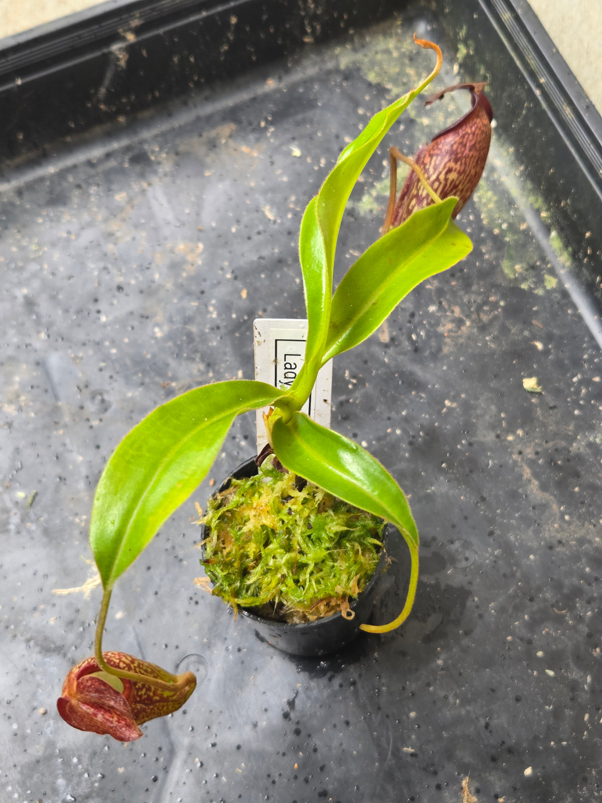 Nepenthes 'Lady Pauline'