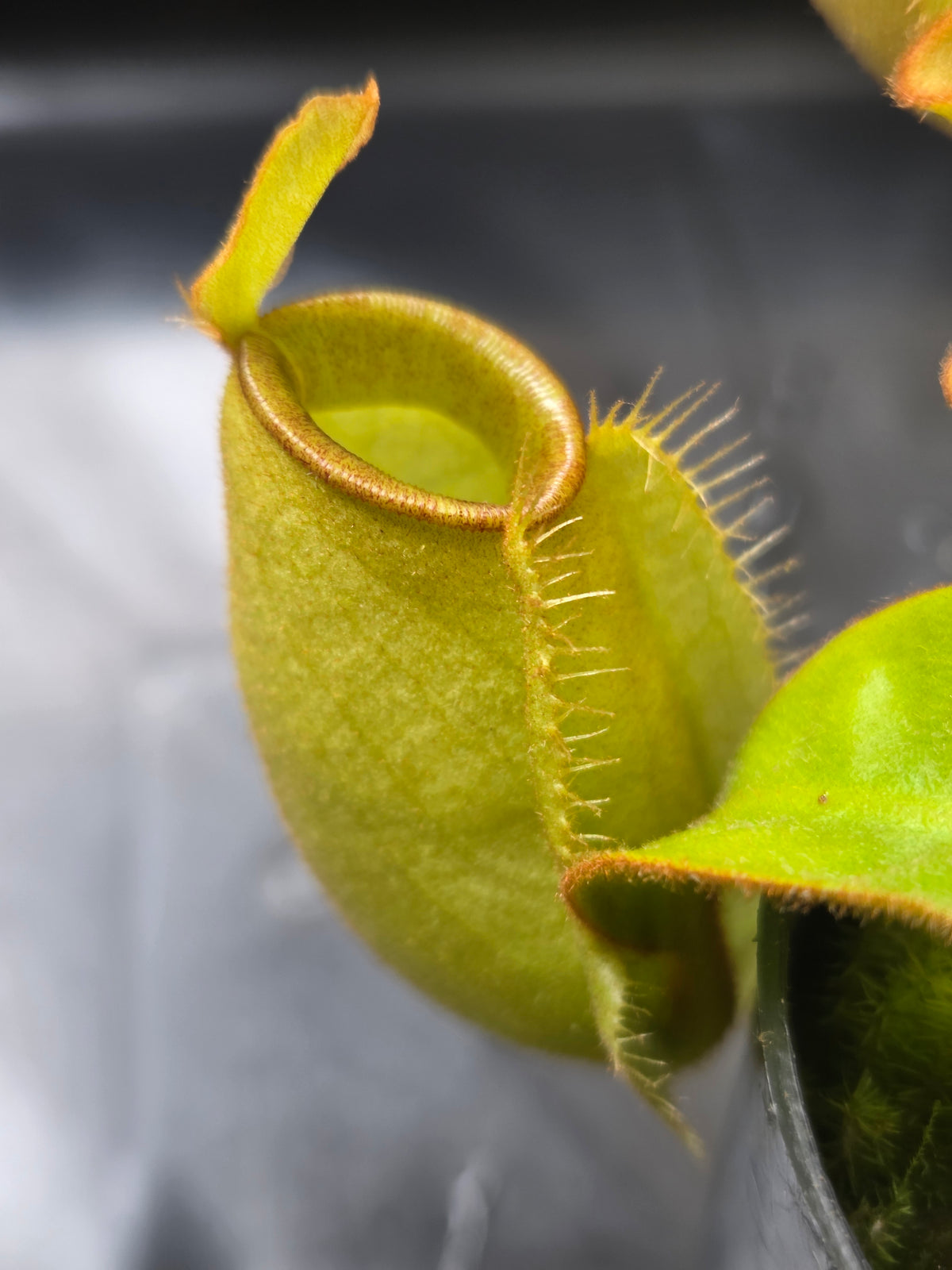 Nepenthes ampullaria "Green"
