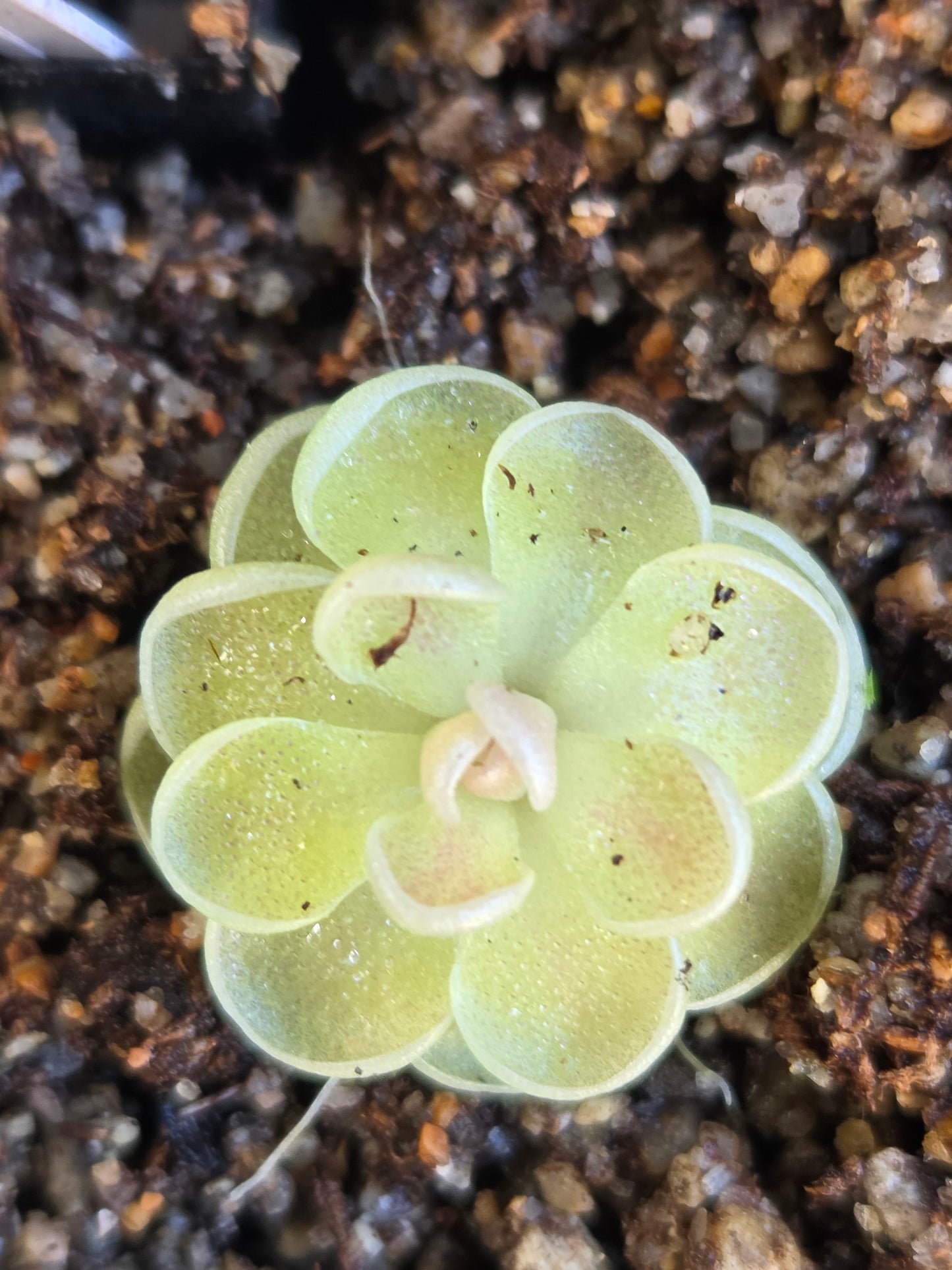 Pinguicula jaumavensis (Large)