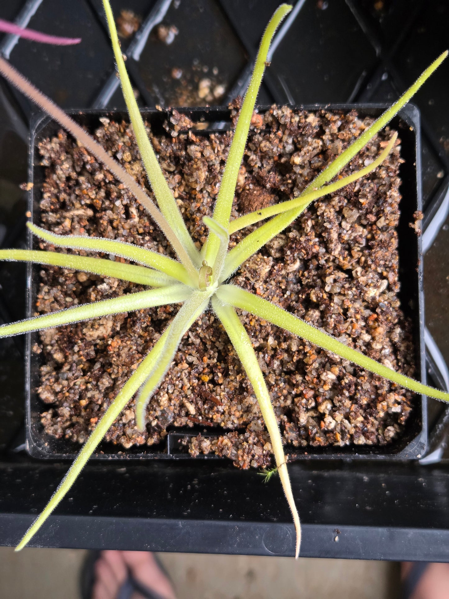 Pinguicula gypsicola x moctezumae (Medium)