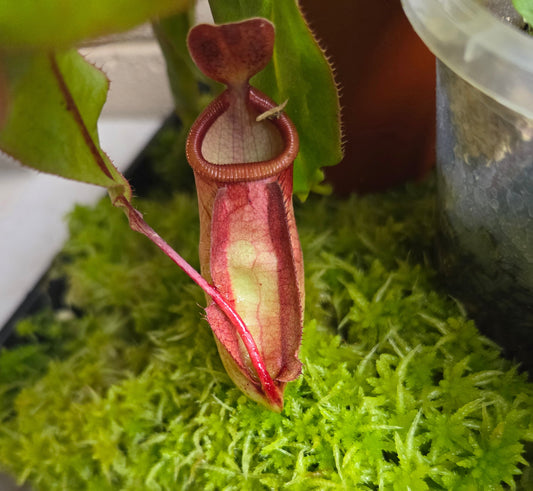 Nepenthes mirabilis x boschiana