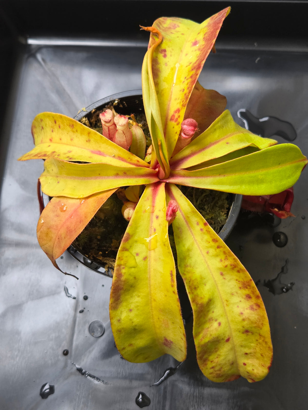 Nepenthes viking x ampullaria 'Black Miracle' - Medium