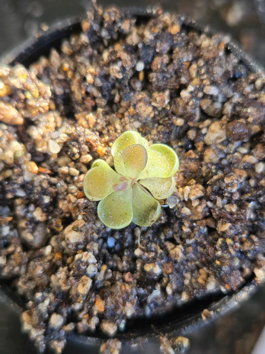 Pinguicula jaumavensis (Small)