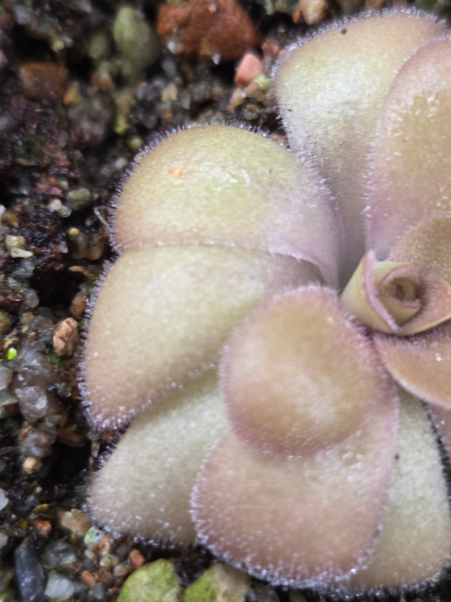 Pinguicula huautla (Small)