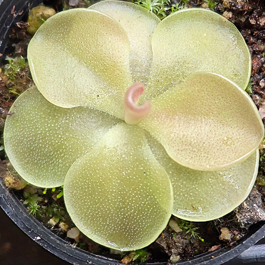 Pinguicula 'Sethos'