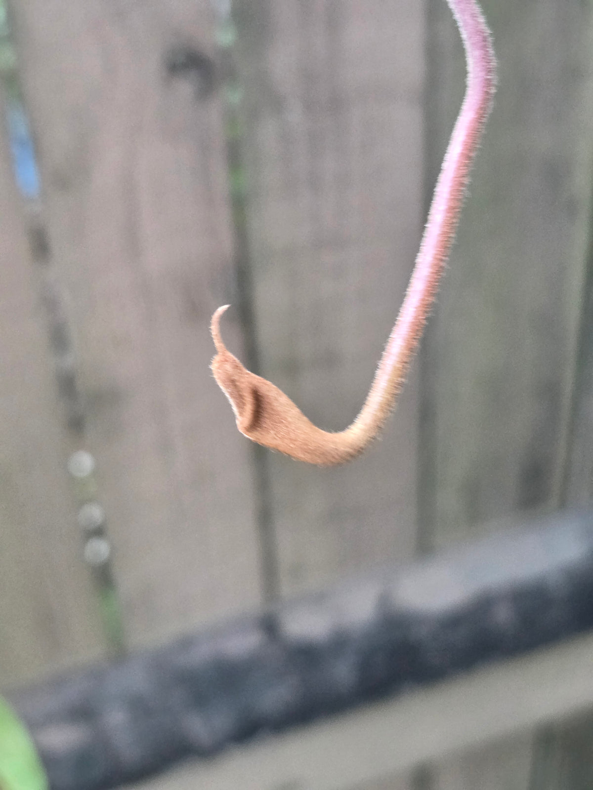 Nepenthes x Tiveyi x stenophylla