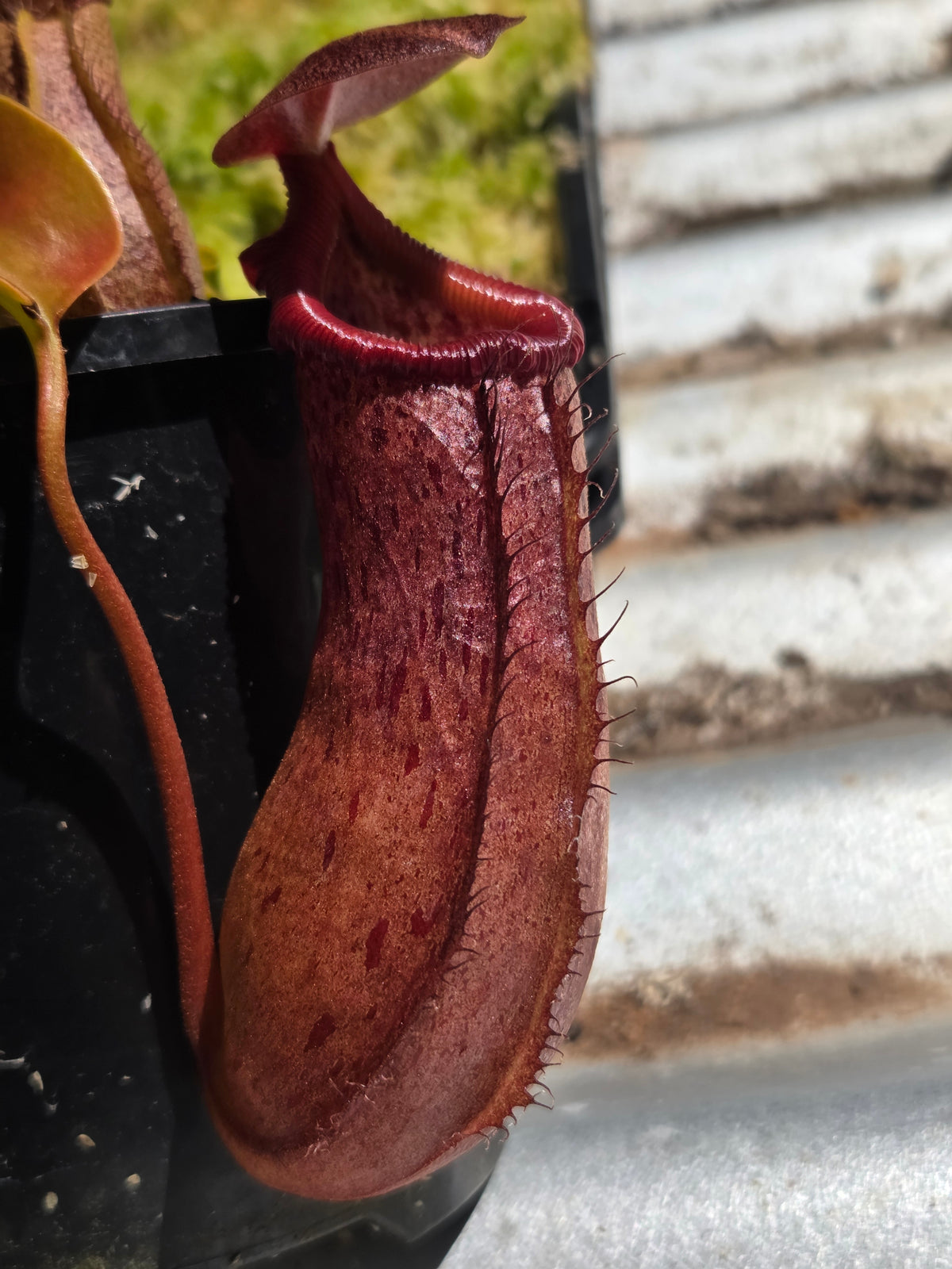 Nepenthes 'Queen Malani'