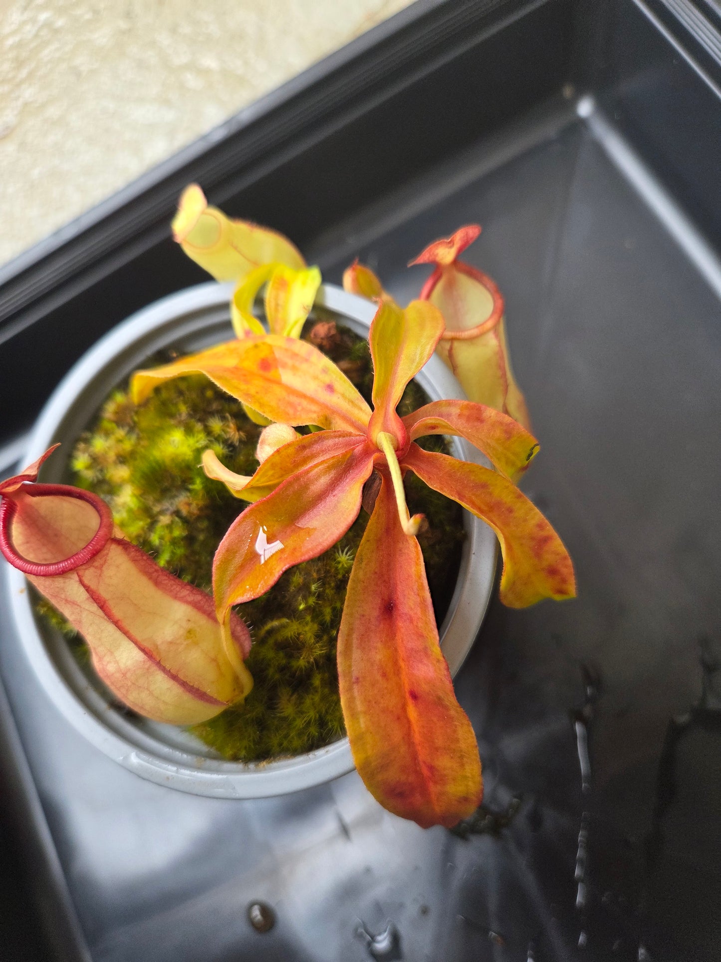 Nepenthes mirabilis "Squat"