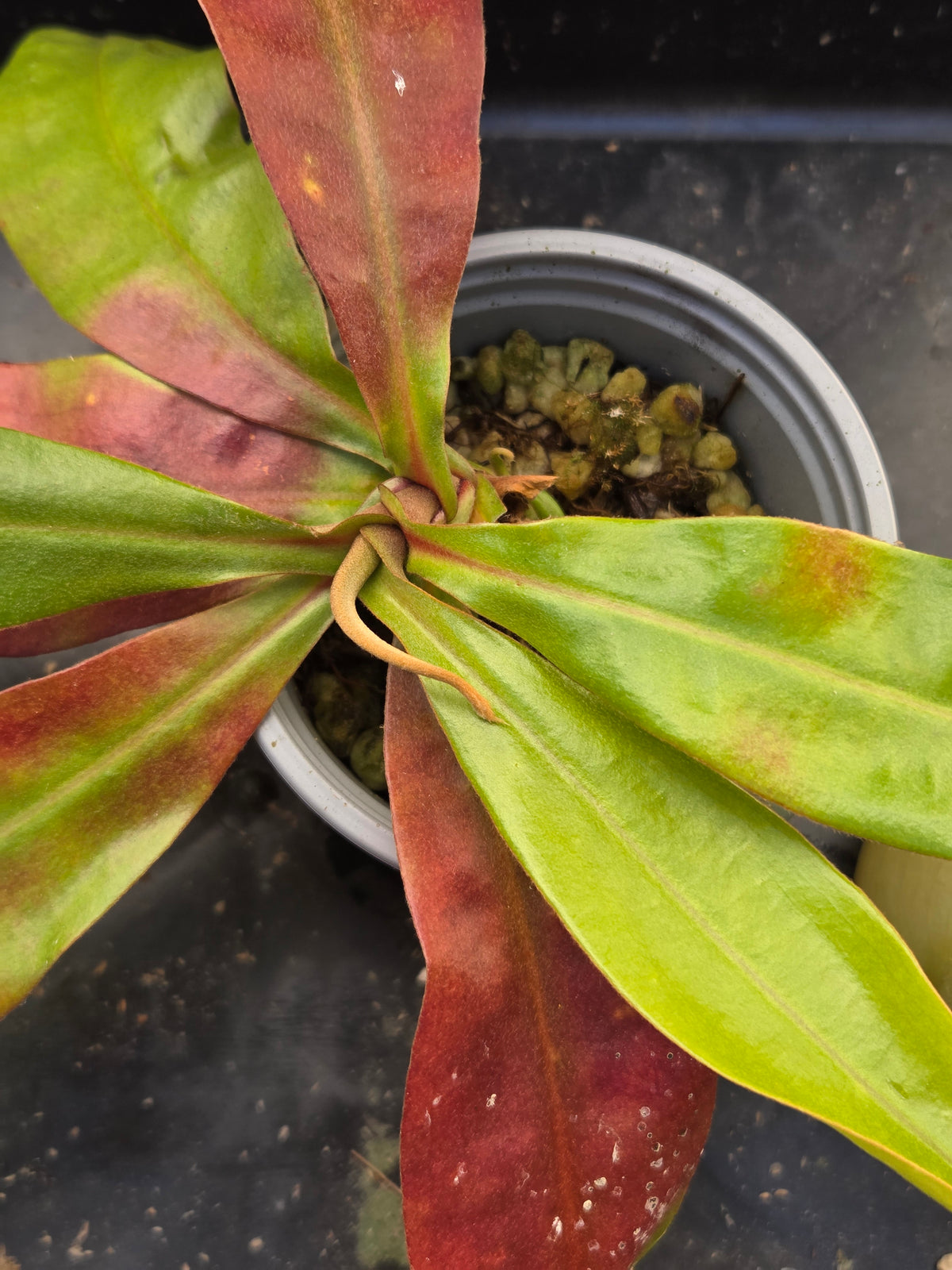 Nepenthes (viking x rafflesiana) x ampullaria (Medium)